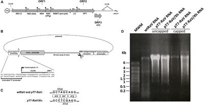 Reverse Genetics System for Rabbit vesivirus